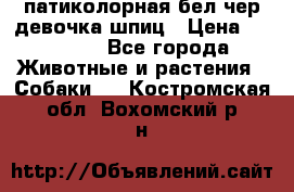 патиколорная бел/чер девочка шпиц › Цена ­ 15 000 - Все города Животные и растения » Собаки   . Костромская обл.,Вохомский р-н